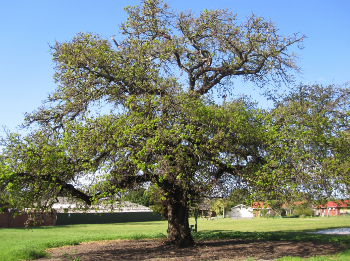 Tree planted by John Spencer