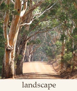 Landscape Photography